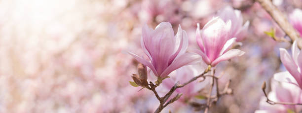 花のトレス背景バナーパノラマ - 春に咲くモクレンの枝の美しいクローズアップ - magnolia pink flower isolated ストックフォトと画像