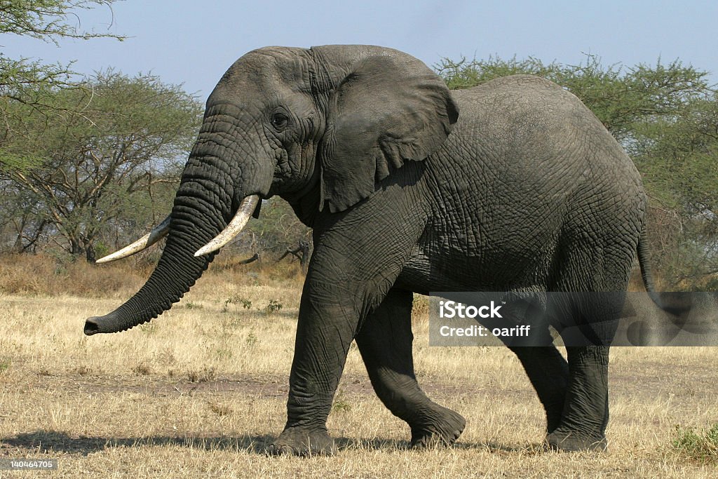 A mature, African elephant walking across the plains A Wild Elephant Walking In The Serengeti National Park, Tanzania. Africa Stock Photo
