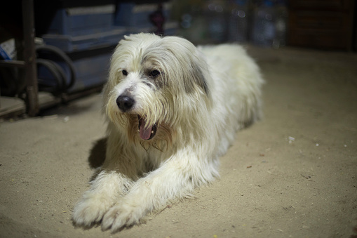 Dog is waiting for owner. Dog is at work. Pet with white hair.