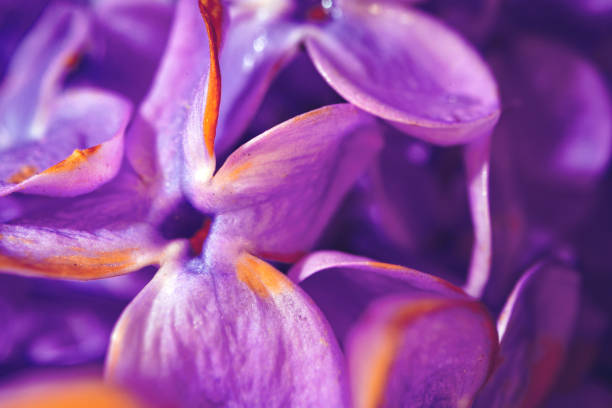 Macro image of spring lilac violet flowers, close up