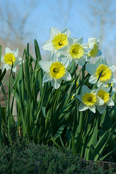 branco & daffodils amarelo - daffodil spring flower new england imagens e fotografias de stock
