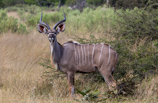 Macho Kudu photo