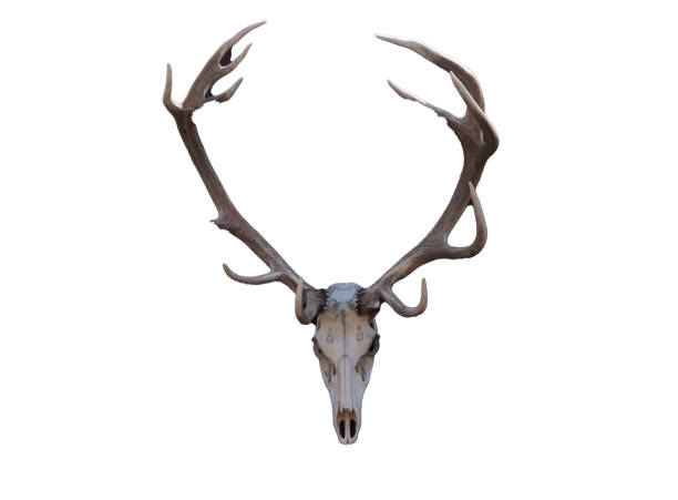 istock Deer antler trophy isolated on white background 1404648540