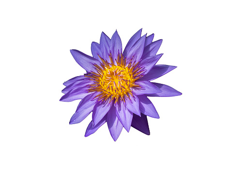 Purple water lily isolated on white background