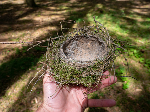 Bird nest in hand in the forest