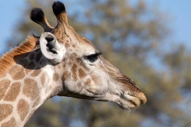 Close-up Giraffe in profile stock photo