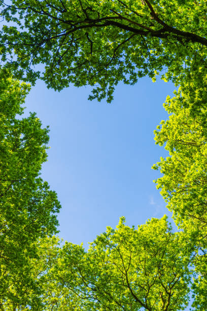 ナチュラル背景フレームグリーン夏の葉の森の森林キャノピー - beech tree beech leaf leaf photography ストックフォトと画像