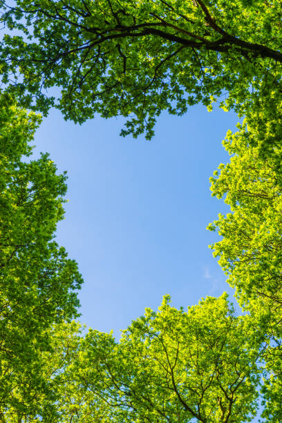 естественный фон обрамление зеленая летняя листва лесного леса полог - glade forest oak tree tree стоковые фото и изображения