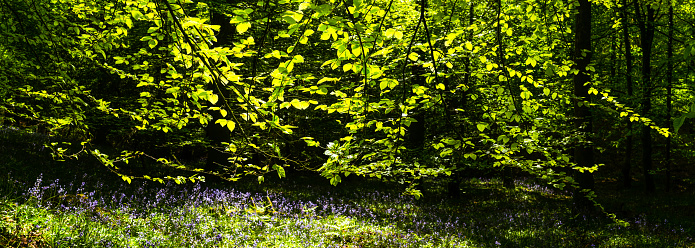Delicate fern fronds and wild bluebell flowers growing in the dappled sunshine filtering through the vibrant leafy canopy to the green forest floor below in this idyllic woodland glade.