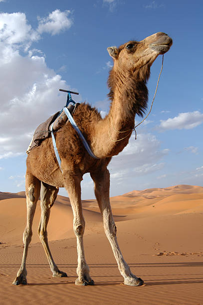 istock Camel in the Sahara Desert 140464993