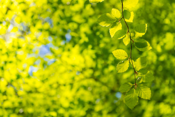 green leaves background in the sunlight