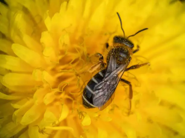 Sweat bee Halictus rubicundus head down pollinating dandelion. Closeup macro, narrow depth of field.