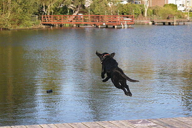 Black Labrador Retriever Goes Airborn During Training