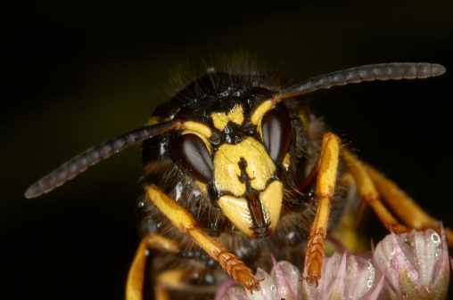 Extreme close-up of head Hornet (Vespa crabro) . Hornet is the largest European wasp (Hymenoptera: Vespidae)