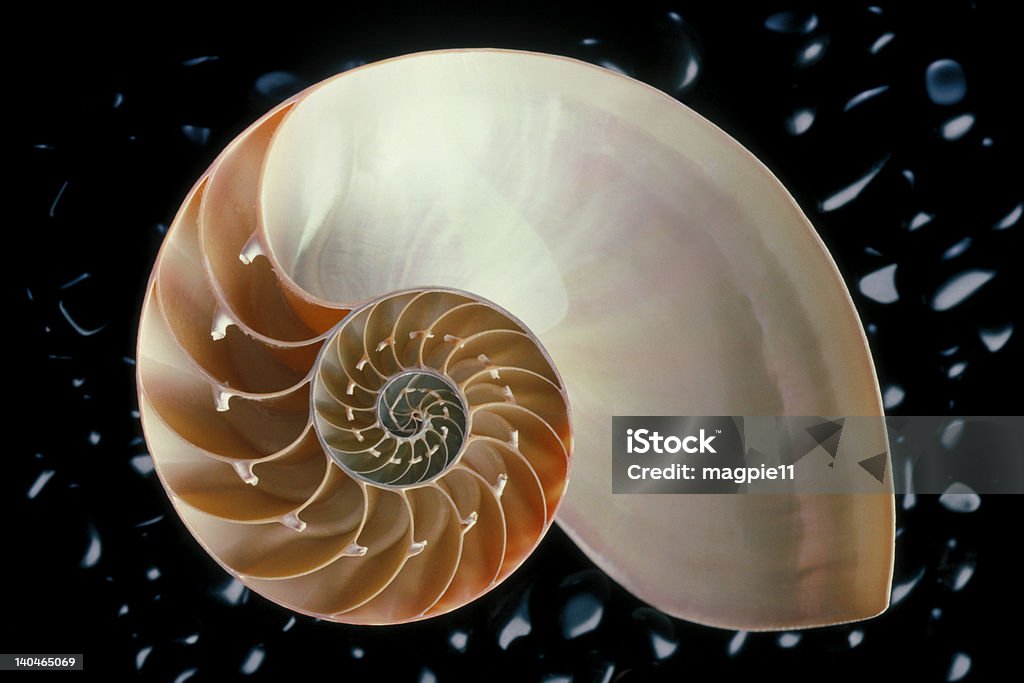 Nautilus - Foto de stock de Proporção áurea royalty-free