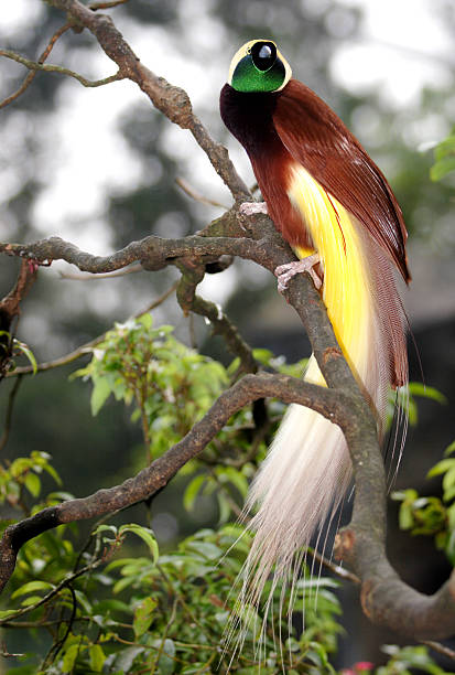 Bird Of Paradise One Of The Most Exotic Birds Found In Indonesia. bird of paradise bird stock pictures, royalty-free photos & images