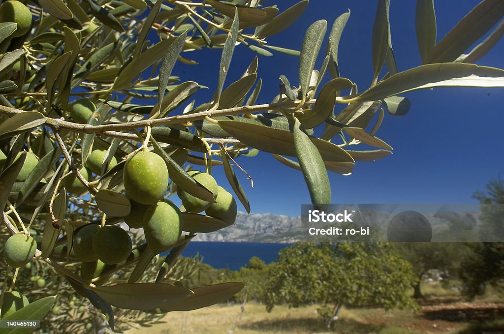 olives The Olive (Olea europaea) is a species of small tree in the family Oleaceae, native to coastal areas of the eastern Mediterranean region Ash Tree Stock Photo