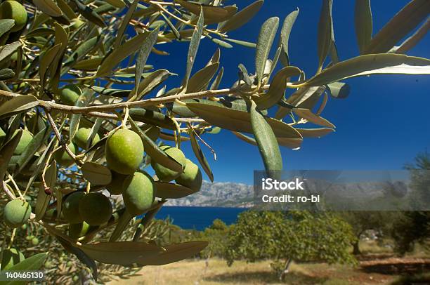 Azeitonas - Fotografias de stock e mais imagens de Alfeneiro - Alfeneiro, Azeitona, Croácia