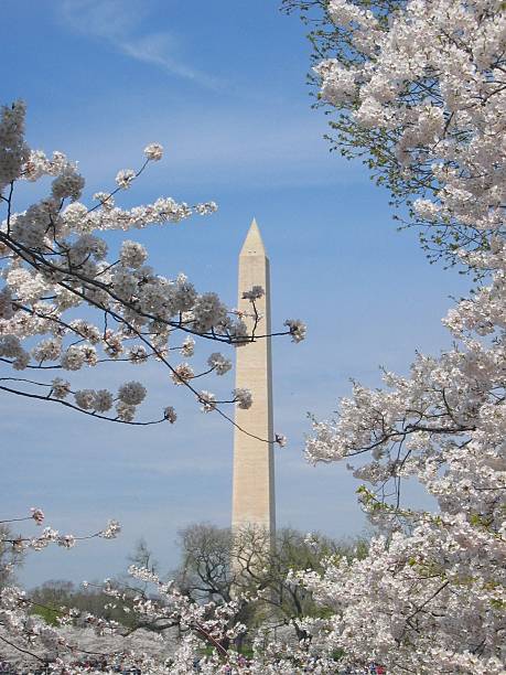 Cherry Blossoms in Washington stock photo