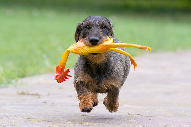 perro feliz 1 - dachshund dog reliability animal fotografías e imágenes de stock