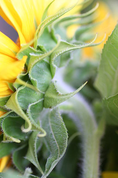 Sunflower Profile stock photo