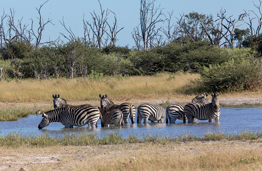 Wild animals congregate around a waterhole in Etosha National Park, northern Namibia, Africa.
