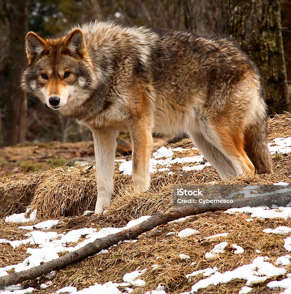 Coyote Sie in die Kamera blickt auf einen Frühling Tag - Lizenzfrei Fotografie Stock-Foto