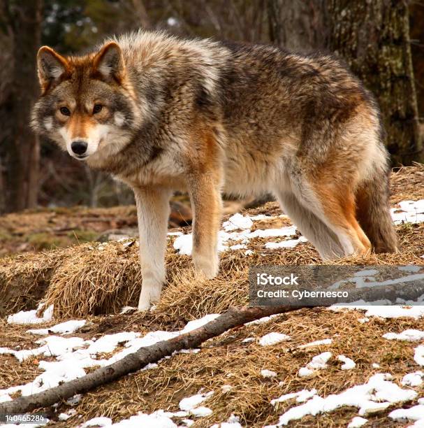 Coyote Sie In Die Kamera Blickt Auf Einen Frühling Tag Stockfoto und mehr Bilder von Fotografie