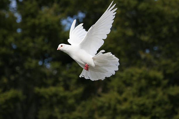 elegante paloma blanca en vuelo - paloma blanca fotografías e imágenes de stock