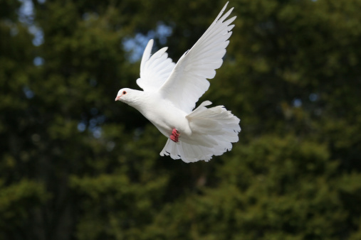 The dove, the bird, is on a high place. The background is green. The dove is turned away, looking at the camera with its head turned