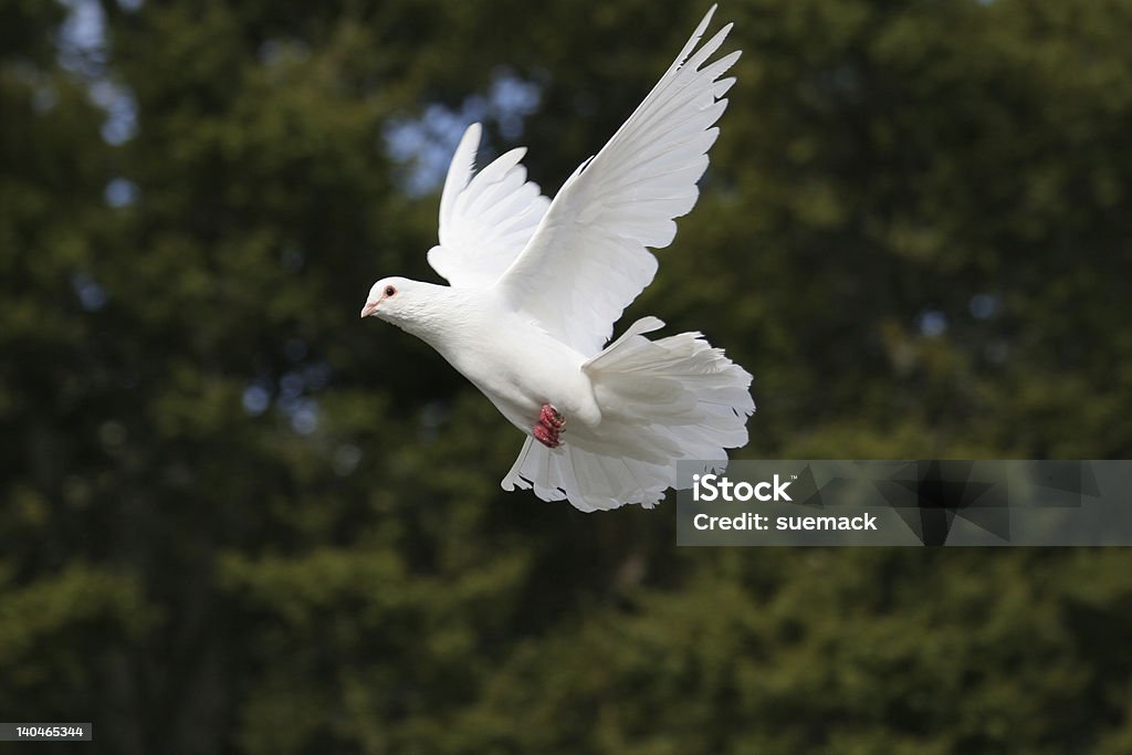 Elegant white dove in flight Beautiful white dove in flight, wings outstretched. Dark green tree background. More white doves in flight Dove - Bird Stock Photo