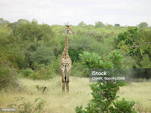 Photo libre de droit de Girafe Dans La Savane Africaine banque d'images et plus d'images libres de droit de Afrique - Afrique, Animaux à l'état sauvage, Brouter