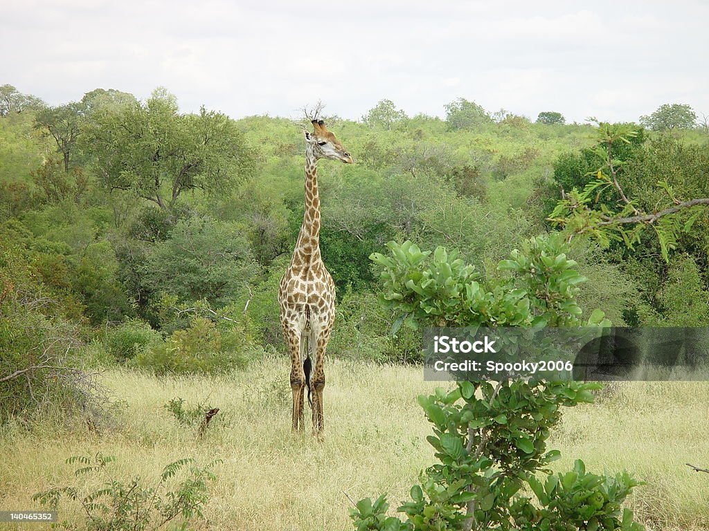 Giraffa nella savana africana. - Foto stock royalty-free di Africa