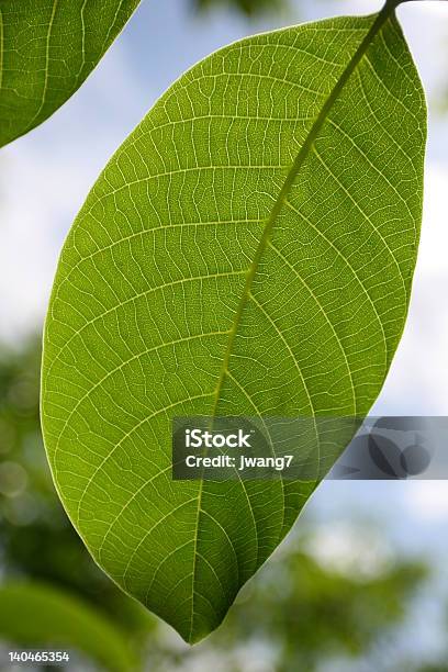 Foglia Verde - Fotografie stock e altre immagini di Albero - Albero, Ambiente, Colore verde