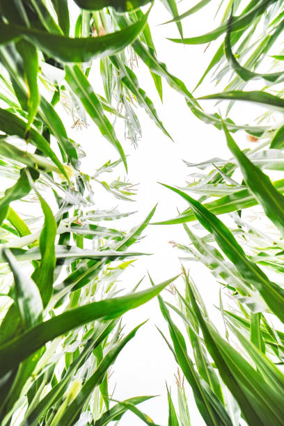 Green corn field on the farm in Brazil