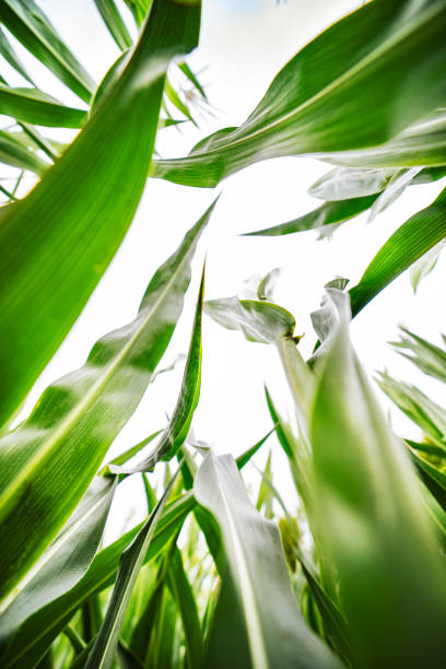 Organic corn or maize in cornfield of farm on azure sky blue with beautiful clouds or sky. Growing and harvest on farmland in country - Image