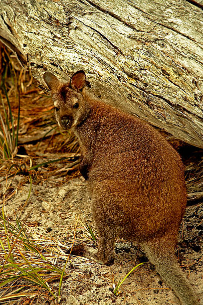 Young Tasmanian Wallaby stock photo