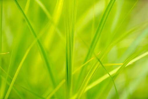 Nature abstract background. Macro shot of juicy green grass at the field at sunny day.