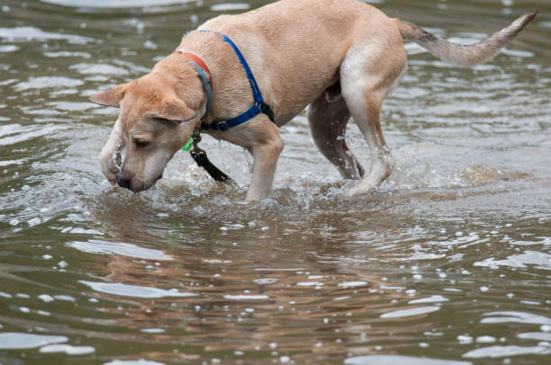 istock Mixed breed dog playing in the water 1404656216