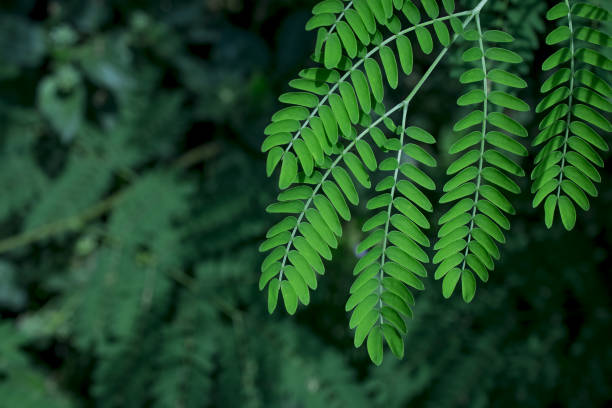 istock green leaf of a tree close up 1404656573