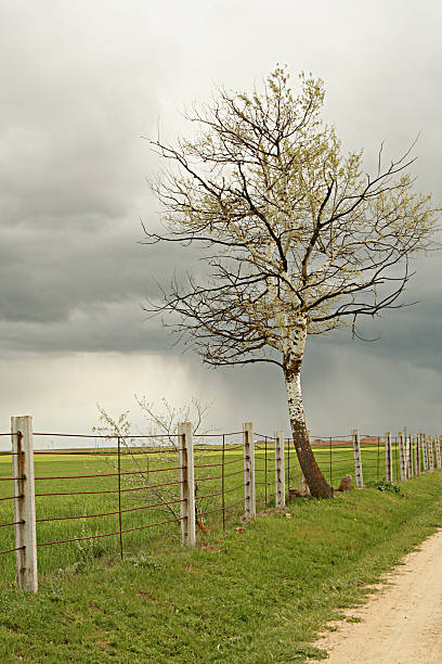Solitary tree stock photo