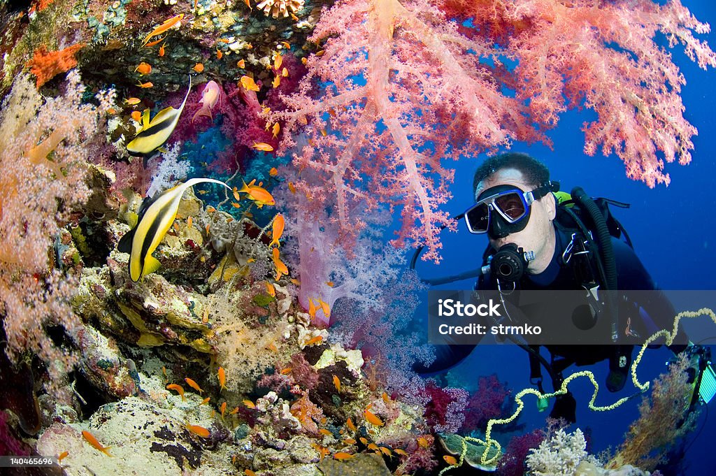 Butterfly reef Reef scene with butterfly fish and diver Reef Stock Photo