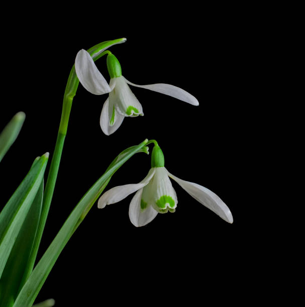istock Snowdrops flowers in springtime, floral spring background 1404657136