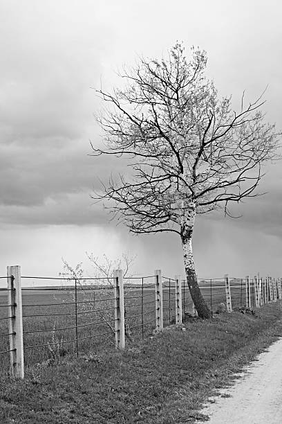 Sad tree stock photo