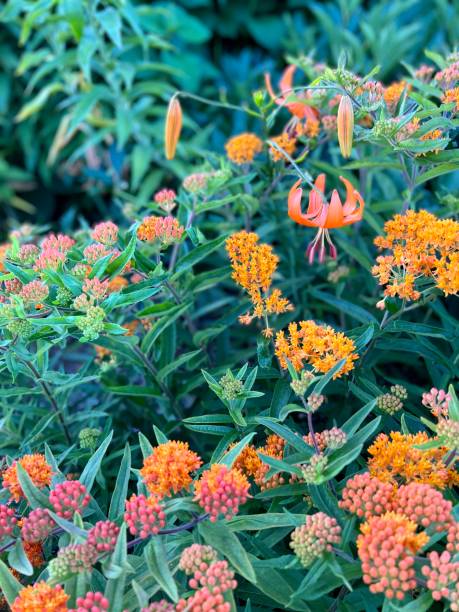 istock Orange Lily with Butterfly Weed 1404658100