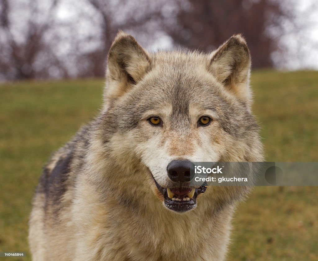 Timber Wolf (Canis lupus) de deux - Photo de Animaux en captivité libre de droits