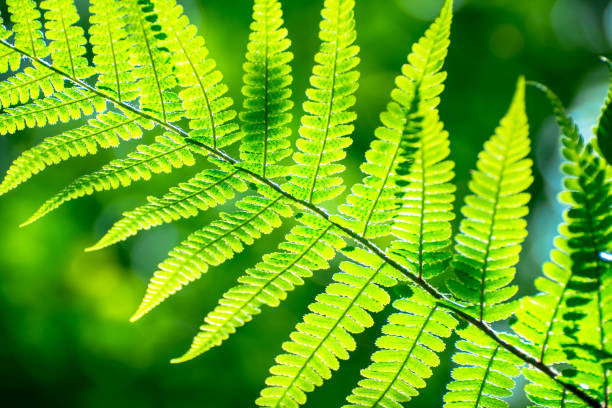 istock early spring leaves in woodland 1404659036