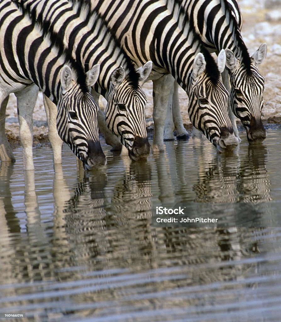 África-Zebras beber - Foto de stock de Abrevadero libre de derechos