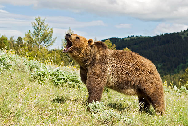 istock A grizzly bear growling in the grass 140466050