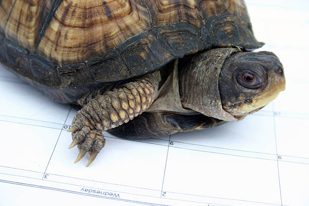 istock Slow and Steady Wins the Race 140466060